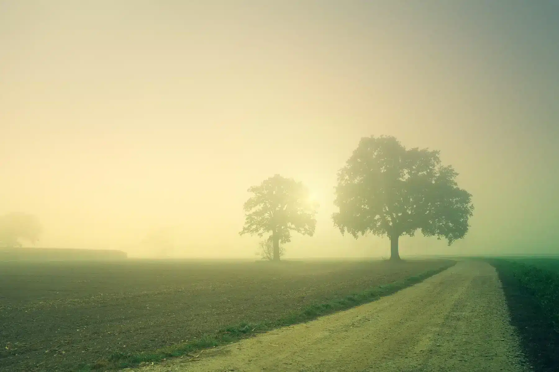 Sentier dans la brume symbolisant une période de transition et la recherche d'une nouvelle direction.